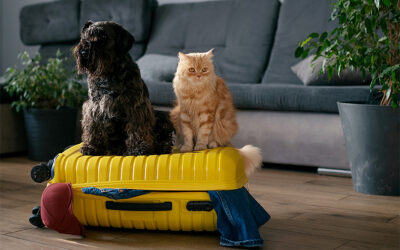 Confira nossas dicas para viagens de avião com animais de estimação